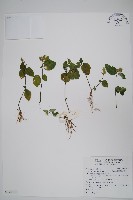 藏品(卵葉鱗球花)的圖片