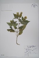 藏品(直立半插花)的圖片