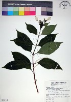 藏品(玉葉金花)的圖片