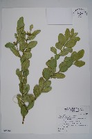 藏品(琉球黃楊)的圖片
