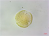 藏品(蘭嶼虎皮楠)的圖片