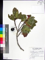 藏品(柿葉野櫻、蘭嶼野櫻花)的圖片