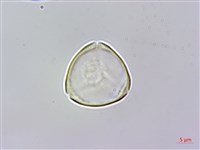 藏品(大花赤楠)的圖片