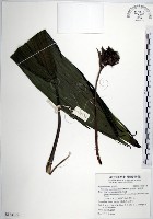 藏品(船子草、船仔草)的圖片