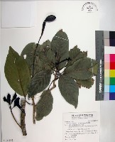 藏品(腰果楠)的圖片