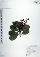 藏品(蘭嶼胡桐)的圖片