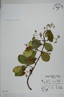 藏品(蘭嶼絡石)的圖片