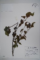 藏品(草野氏冬青)的圖片