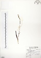 藏品(綬草)的圖片