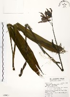 藏品(紅鶴頂蘭、紅鶴蘭、鶴頂蘭)的圖片