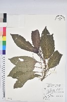 藏品(假鐵莧)的圖片