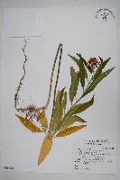 藏品(尖尾鳳、馬利筋)的圖片