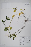 藏品(爵床)的圖片