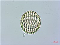 藏品(金不換、金牛草)的圖片