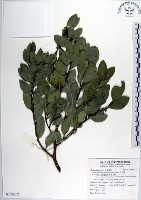 藏品(蚊母樹)的圖片