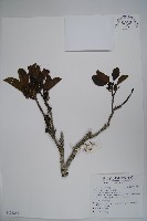 藏品(鐵冬青)的圖片