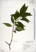 藏品(華八仙)的圖片