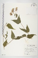 藏品(島田氏澤蘭)的圖片