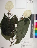 藏品(大葉玉葉金花)的圖片