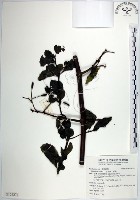 藏品(腺果藤、刺藤)的圖片