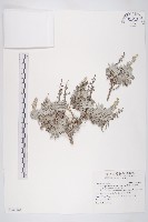 藏品(蘄艾、芙蓉菊)的圖片