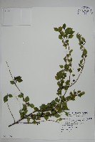 藏品(燈稱花、烏雞骨)的圖片