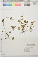 藏品(鹿場毛茛)的圖片