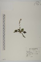 藏品(臺灣鬼督郵)的圖片