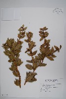 藏品(臺灣小蘗)的圖片