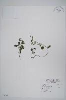 藏品(蘭嵌馬藍)的圖片