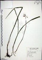 藏品(麥門冬)的圖片