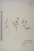 藏品(阿里山繁縷)的圖片