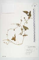 藏品(白花牽牛)的圖片