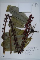 藏品(澳洲鴨腳木)的圖片