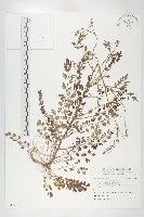 藏品(水花菜)的圖片