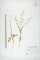 藏品(薺)的圖片