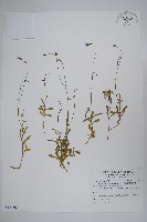 藏品(細葉蘭花參)的圖片