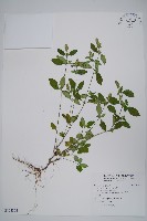 藏品(爵床)的圖片