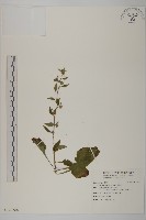 藏品(黃金珠)的圖片