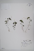 藏品(山桔梗)的圖片