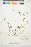 藏品()的圖片