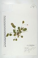 藏品(倒卵葉裂緣花)的圖片