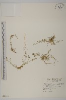 藏品(瓜槌草、漆姑草)的圖片