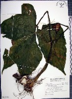 藏品(申跋、油跋、小天南星)的圖片