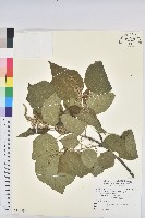 藏品(野桐)的圖片