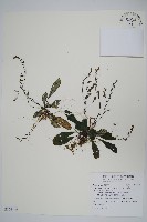 藏品(哈哼花)的圖片