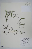 藏品(疏花鷗蔓)的圖片