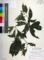 藏品(台北玉葉金花)的圖片