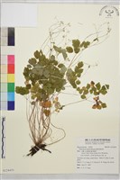 藏品(傅氏唐松草)的圖片