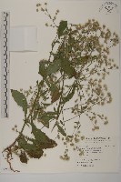 藏品(薄葉艾納香)的圖片